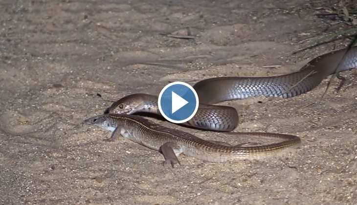 Snake Viral Video: छिपकली को मिनटों में कोबरा ने बनाया अपना निवाला, देखें दोनों की जबरदस्त लड़ाई