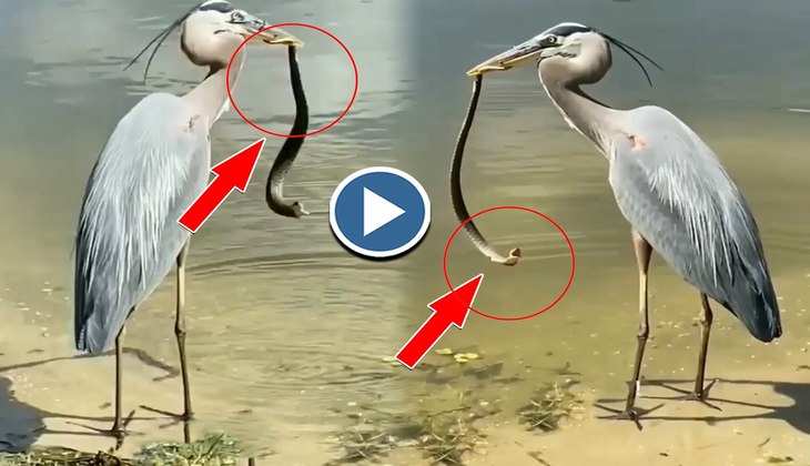 Snake Video: बाप रे! बगुला ने जिंदा सांप की कस के पकड़ ली पूंछ, पूरा वीडियो देखकर निकल जाएगी हवा