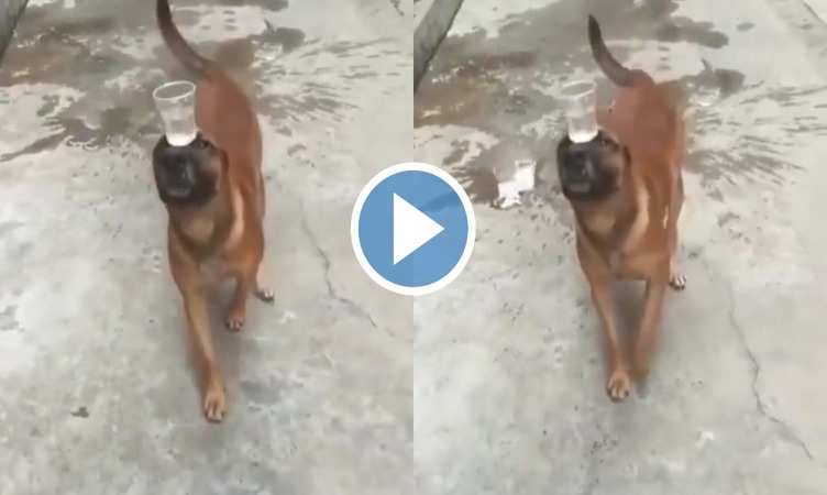 Dog Viral Video: कुत्ते ने दिखाया ऐसा गजब का करतब, देखकर लोग बोले 'वाह! भाई मौज कर दी'