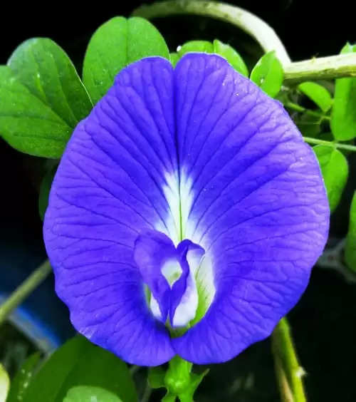 Vastu For Plant: इस चमत्कारी पौधे को लगाते ही खुशियों से भर जाएगी आपकी झोली…