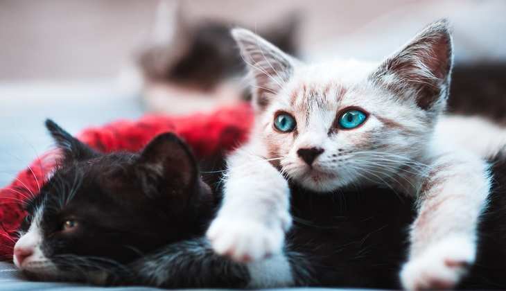 इंसानों से बिल्लियां हुईं कोरोना संक्रमित, एक शोध में हुआ खुलासा