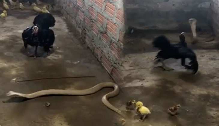 Snake Video: 12 बच्चों को बचाने के लिए किंग कोबरा से भिड़ गई मुर्गी, बार-बार देखा जा रहा वीडियो