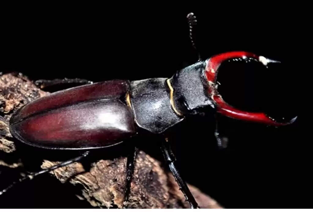 Most Expensive Insect: करोड़ों कमाने हैं तो इस कीड़े को पालना शुरू कर दें! रहती है डिमांड, जानें इसकी खासियत