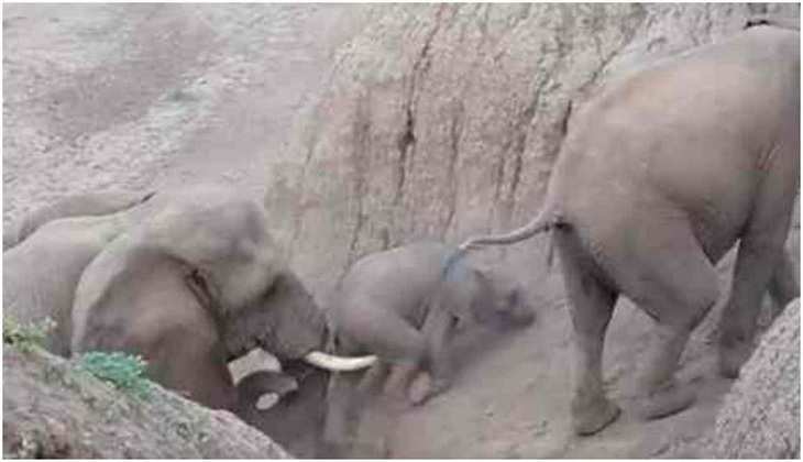 Viral Video: नन्हें हाथी को टीले पर चढ़ने में हो रही थी दिक्कत, देखें कैसे गजराज ने की उसकी मदद