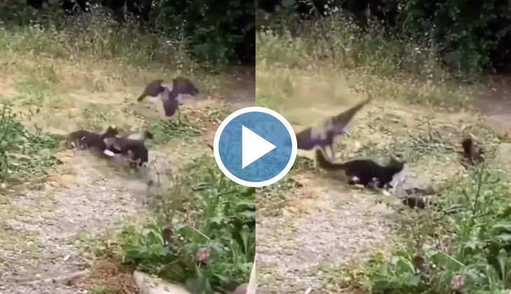 Cat Vs Bird Video: अरे दादा रे! बिल्ली ने छलांग लगाकर ‌पक्षी को दबोचा, दोनों के बीच हुई ऐसी लड़ाई देखकर रह जाएंगे हैरान