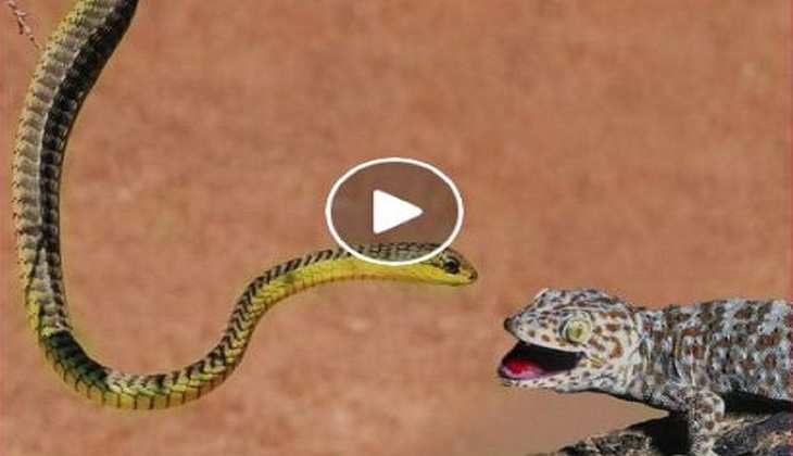 Snake Video: एक दूसरे की जान के प्यासे सांप और छिपकली में छिड़ गई जंग, देखिए दोनों में कौन है अधिक ताकतवर
