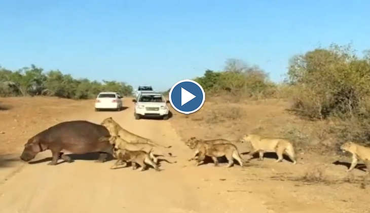 Viral Video: हिप्पो पर हमला कर रही थी शेरनियां, तभी रास्ते में आ गईं कारेें! देखिए आगे का खतरनाक सीन