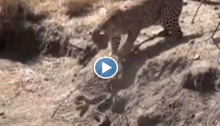 Viral Video: बाप रे बाप! तेंदुए ने अजगर को पकड़कर मरोड़ दी गर्दन, ये वीडियो देख रह जाएंगे दंग