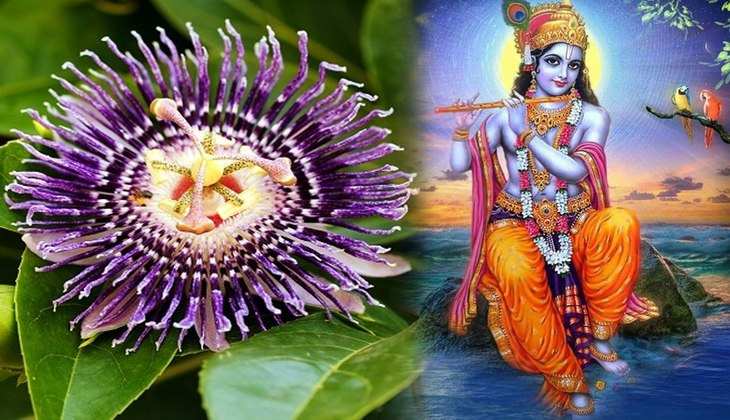 Vastu For Success: श्री कृष्ण को बेहद प्रिय है ये एक फूल, चढ़ाने मात्र से जाग जाएगा आपको सोया हुआ भाग्य