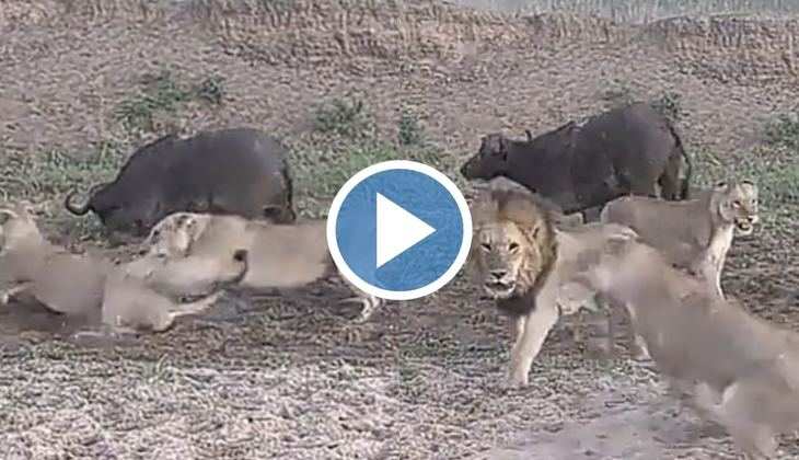 Lion Viral Video: अरे बाप रे! शेरों के झुंड के बीच फंस गई भैंस, बाद में हुआ कुछ ऐसा कि बच गई जान, देखें वायरल वीडियो