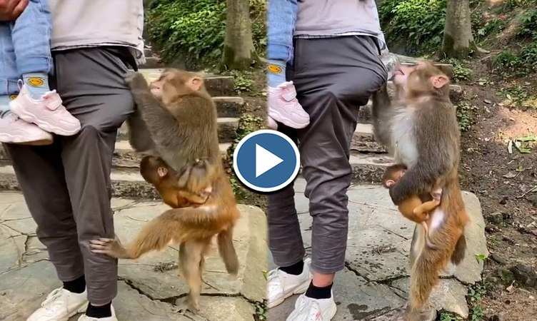 Viral Video: प्यासी बंदरिया ने पानी के लिए पकड़ ली इस शख्स की पेंट, फिर ऐसे बुझाई अपनी प्यास