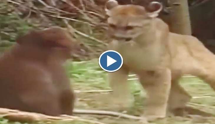 Viral Video: बच्चे को बचाने के लिए शेर से लड़ गई मां भालू, देखिए दोनों का भयंकर युद्ध