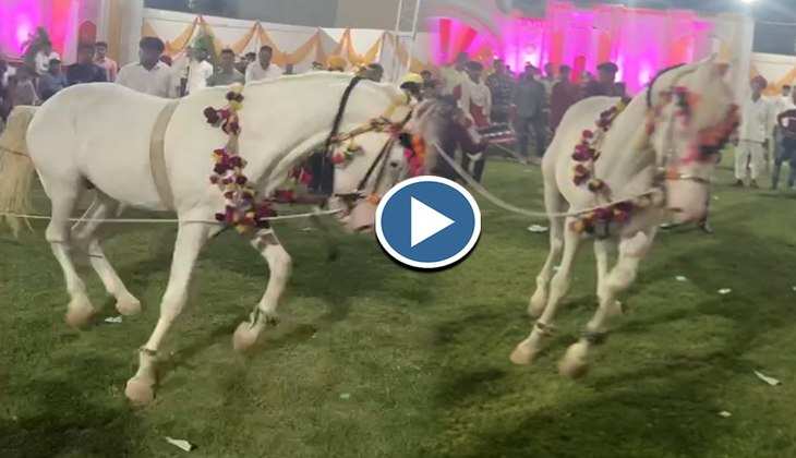 Viral Video: शादी में भांगड़े पर सफेद घोड़ी ने किया गजब का डांस, बारातियों की फटी रह गई आंखें