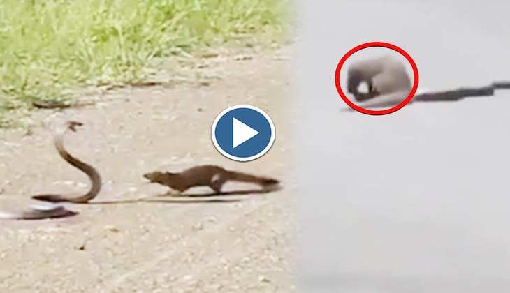 Snake Video: कोबरा और नेवले में बीच सड़क पर हुई भयंकर उठा पटक, देखिए दोनों कैसे हैं एक दूसरे की जान के प्यासे
