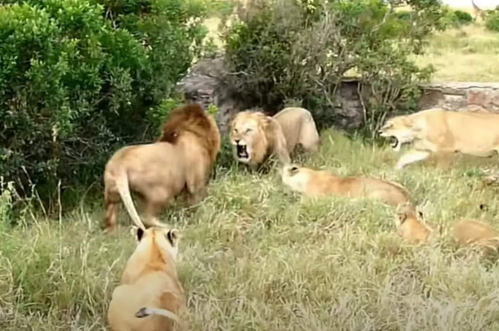 Viral Video: खूंखार शेरों की भीषण लड़ाई नहीं है WWE फाइट से कम, दिल दहला देगा यह वीडियो