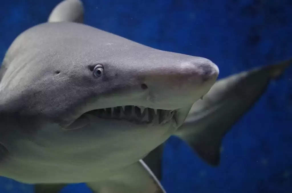 शार्क के खतरनाक दांत बताते हैं पृथ्वी पर लाखों साल पुराना इतिहास
