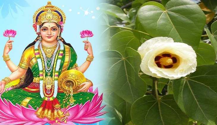 Laxmi ji Blessings: देवी लक्ष्मी की कृपा पाने के लिए घर के आंगन में लगाएं ये पौधा, पैसों की लग जाएगी झड़ी