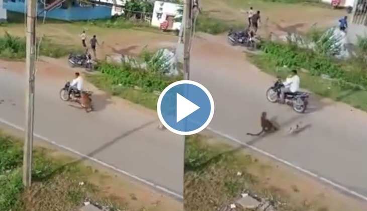 Cheetah Viral Video: ओ तेरी! बाइक पर जा रहे आदमी पर चीते ने कर दिया हमला, लोगों के बीच मच गया हाहाकार