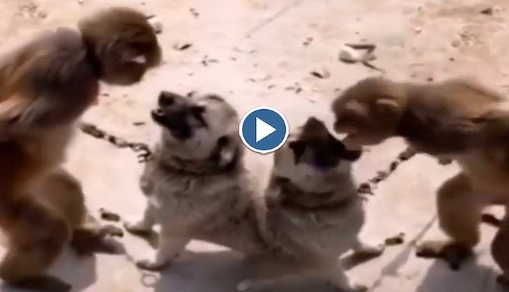 Viral Video: पिल्ले और बंदर के बीच हो गई झड़प, दोनों में खूब चले लात और घूसे! देखिए वीडियो