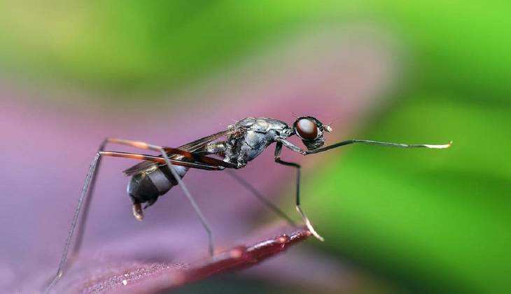 Mosquitoes के आंतक से आ गए हैं तंग? तो इन तगड़े उपयों से 2 मिनट में भागेंगे सारे मच्छर