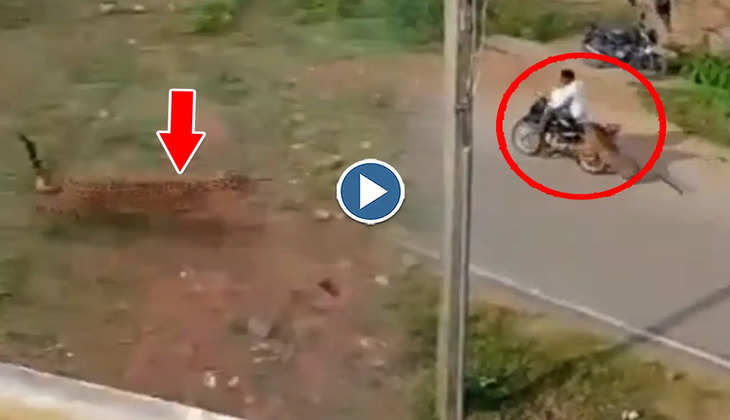 Viral Video: सड़क से गुजर रहे शख्स पर तेंदुए ने कर दिया तगड़ा अटैक, वीडियो देख बड़ी हो जाएंगी आंखें