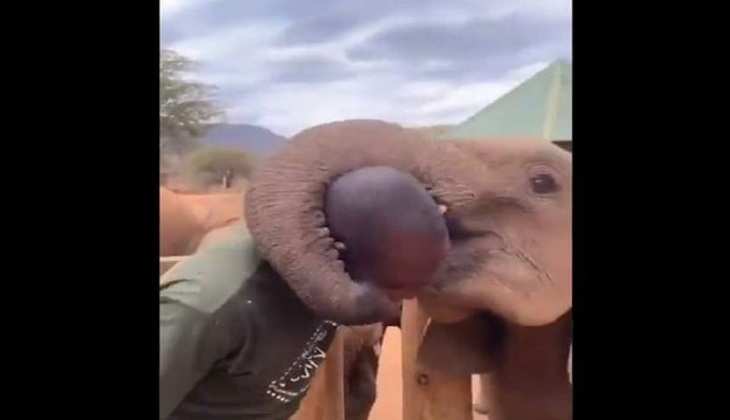 Video Viral: हाथी ने शख्श को गले लगाकर किया किस, वीडियो देखकर लोग हुए भावुक