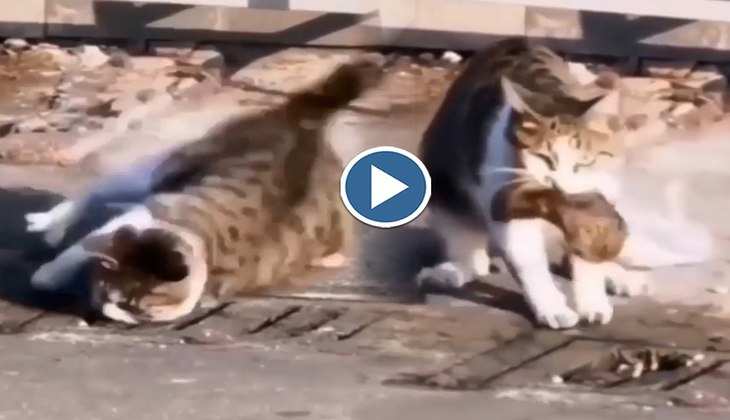 Cat Video: नाली पर घात लगाए बैठी थी भूखी बिल्ली, देखिए फिर चूहे को कैसे कच्चा चबा गई!