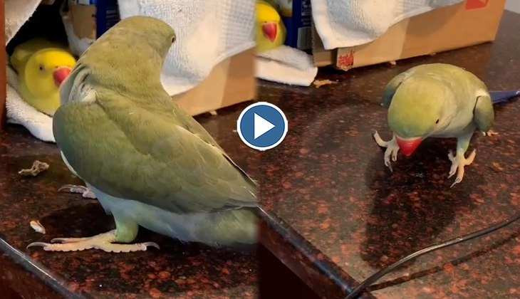 Viral Video: तोते ने अपनी गर्लफ्रेंड को पहले किया 'kiss', फिर बोला-'आई लव यू', देखिए दोनों की लव स्टोरी