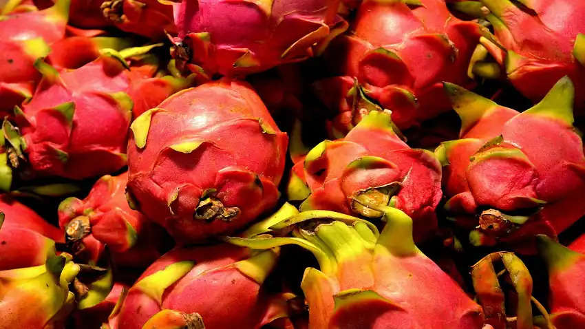 Dragon Fruit Farming:  शुरू करें इस फल की खेती सरकार देगी लाखों की सब्सिडी, आएंगे इतने पैसे की हो जाओगे मालामाल