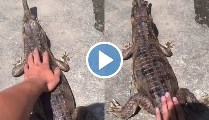 Alligator Viral Video: मगरमच्छ को सीधा समझने की गलती कर बैठा यह शख्स, पलक झपकते हुआ कुछ ऐसा कि खड़े हो जाएंगे रोंगटे