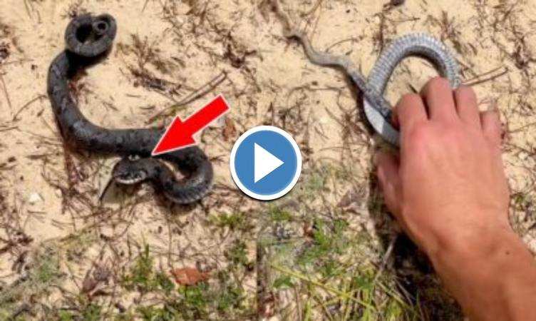 Snake Viral Video: शख्स के छूते ही मरने की एक्टिंग करने लगा सांप, लोग बोले 'ये तो बड़ा एक्टर निकला'