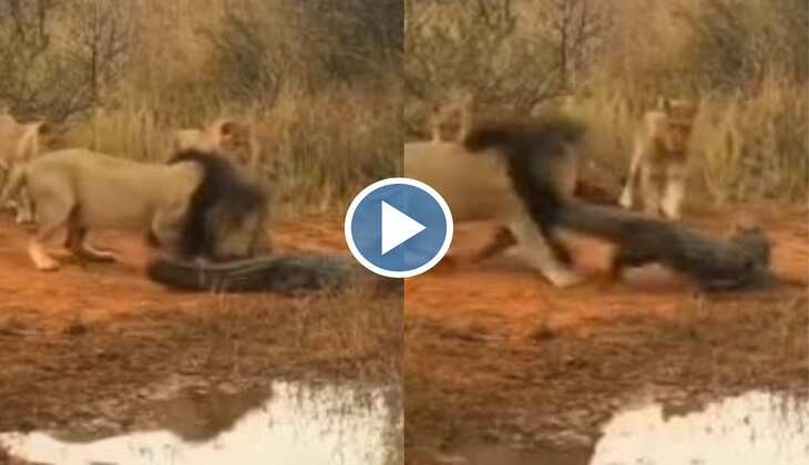 Viral Video: बाप रेे बाप! जिंदा मगरमच्छ को पूंछ पकड़कर उठा ले जा रहा शेर, वीडियो देख ढीली हो जाएगी हवा