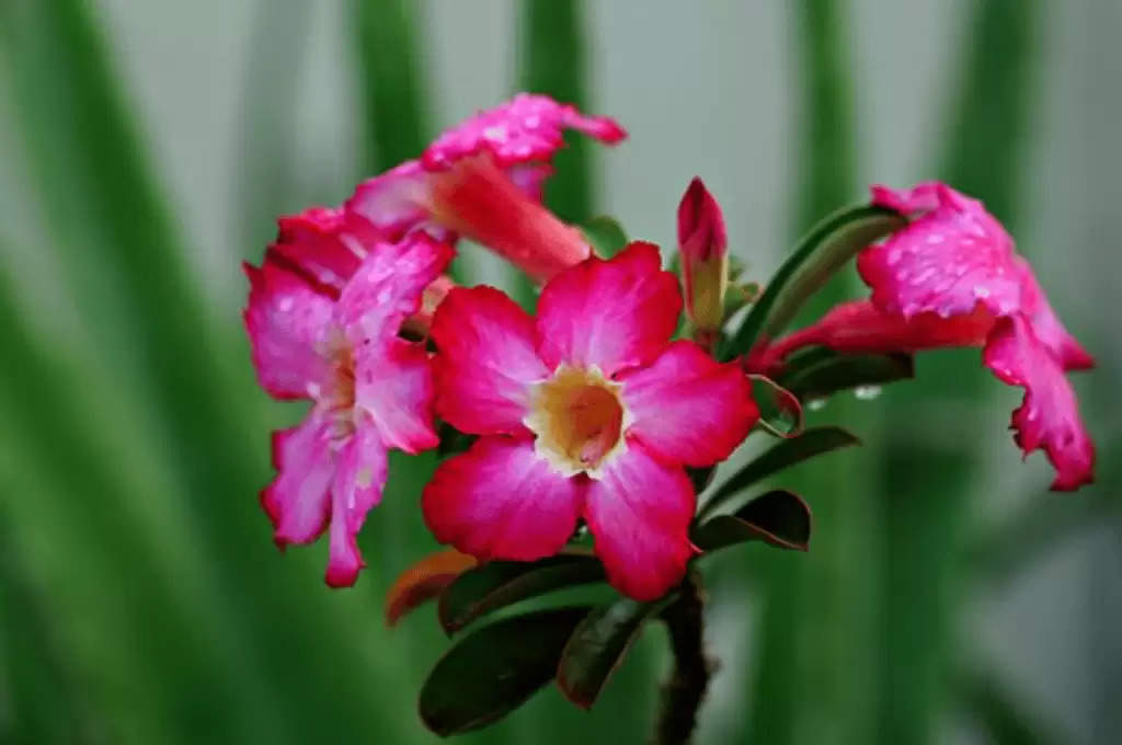 Vastu plants: घर के अंदर लगा लें केवल ये 2 पौधे, जीवन में कभी नहीं छाएगी कंगाली