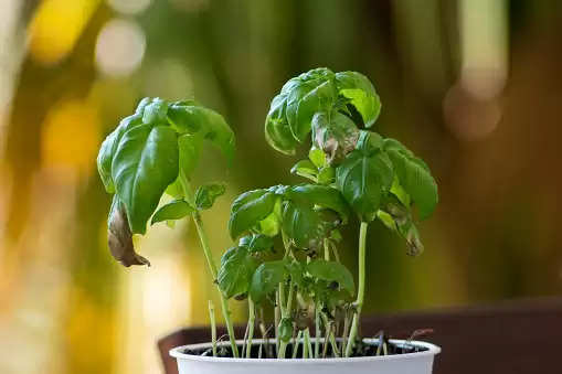 Unlucky Plants: अगर आपके आंगन में भी पल बढ़ रहे हैं ये पौधे, तो हटाएं, वरना तबाह हो जाएगा जीवन