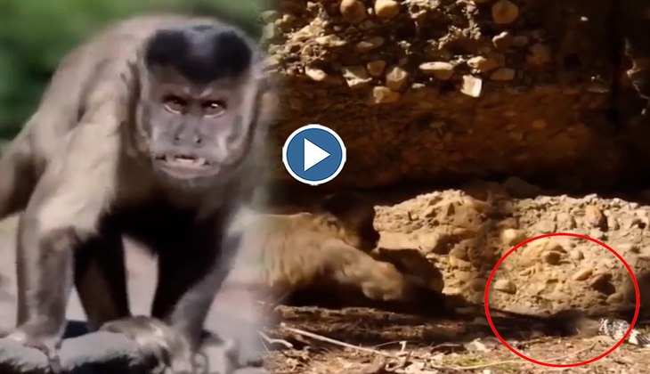 Viral Video: जहरीले सांप के चुंगल में फंस गया चूहा, फिर बंदरों के उसे बचाने में झोंक दी ताकत! देखिए वीडियो