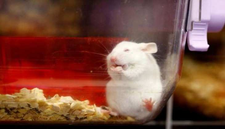 स्विटजरलैंड बनेगा animal testing बैन करने वाला पहला देश ? जनता ने की वोटिंग, फैसला आएगा जल्द