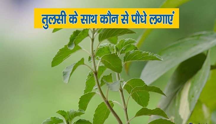 Vastu for tulsi: तुलसी के साथ जरूर लगाएं ये चमत्कारी पौधे, होगा दोगुना फायदा