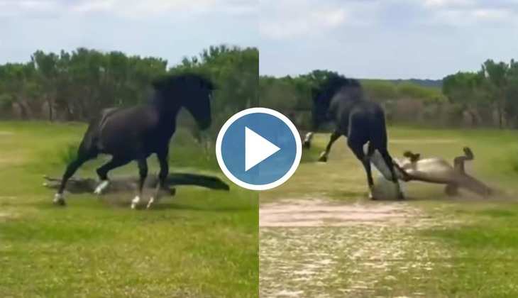 Crocodile Attack Video: अरे बाप रे! मगरमच्छ ने कर दिया घोड़े के ऊपर हमला, वीडियो देख रह जाएंगे हक्के-बक्के