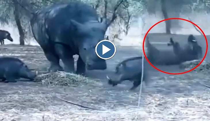 Viral Video: ओ भाईसाहब! गैंडे ने जंगली सुअर को सींग से उठाकर यूं हवा में फेंका, देखिए वीडियो