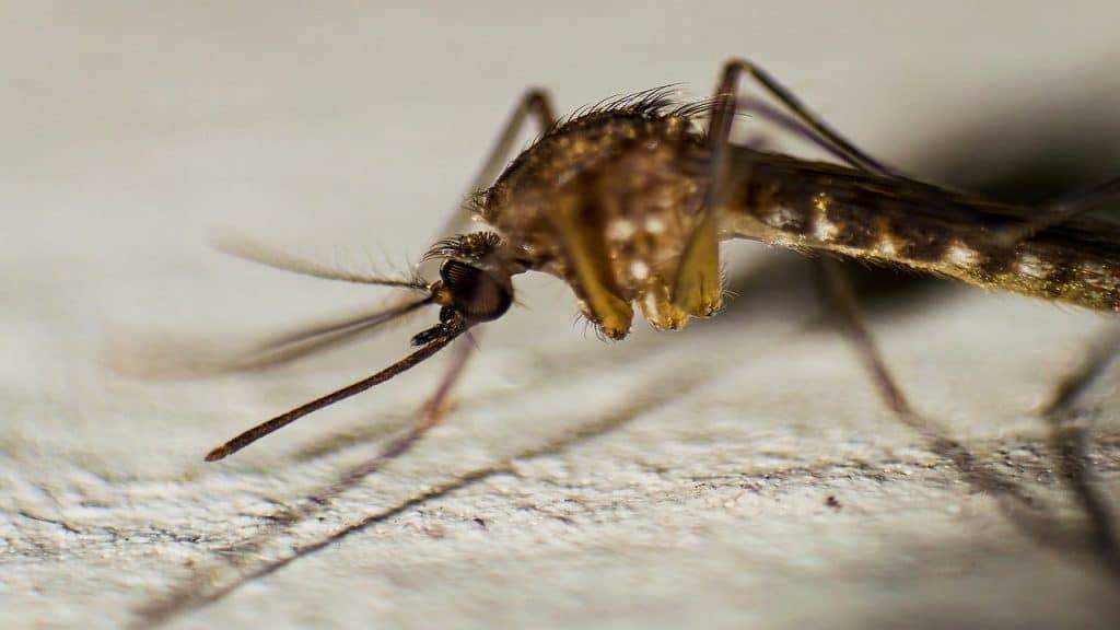 कैसे डेंगू फैलाने वाले मच्छर कीटनाशकों के प्रतिरोधी बनने के लिए विकसित होते हैं, जानें पूरी जानकारी