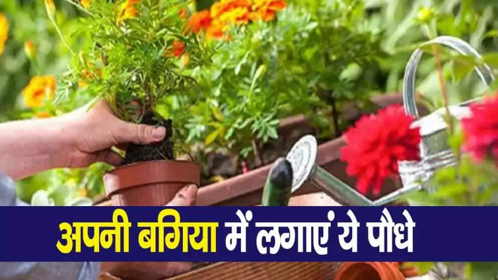 Vastu plants: धन से भर जाएगी आपकी भी तिजोरी, घर के आंगन में आज ही लगाएं ये खास पौधे