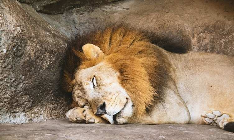 भारत में पहली बार आठ शेरों को हुआ कोरोना, जानें कैसे हुए संक्रमित