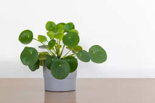 Lucky Plant For wealth: ये पौधा नहीं है किसी गुल्लक से कम, लगाते ही होने लगेगी धन की बचत