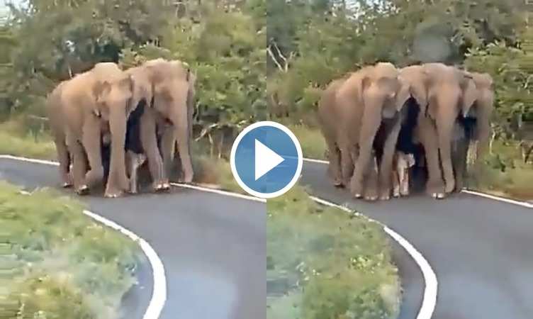 Elephant Viral Video: बेबी एलीफेंट की सिक्योरिटी में तैनात पांच-पांच हाथी, लोग बोले 'अब तो परिंदा भी पर नहीं मार सकता'