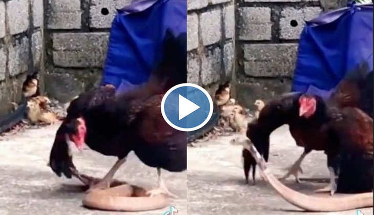 Viral Video: मुर्गी के बच्चों पर बुरी तरह से टूट पड़ा जहरीला सांप, देखिए फिर मां ने कैसे बचाई उनकी जान