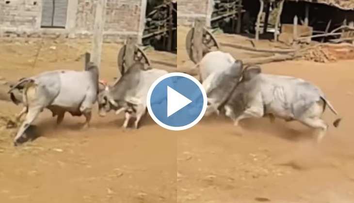 Saand Ki Ladai: अरे मोरी मैया! दो सांडों के बीच हो गई लड़ाई, वीडियो देख लोग बोले 'एक शेर तो दूसरा सवा शेर'