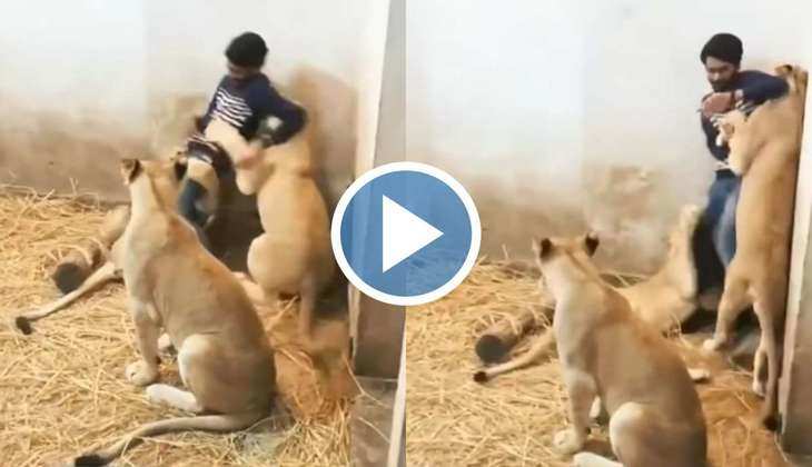Viral Video: 3 शेरों ने मिलकर आदमी पर कर दिया हमला, देखिए फिर किस तरह बचाई अपनी जान