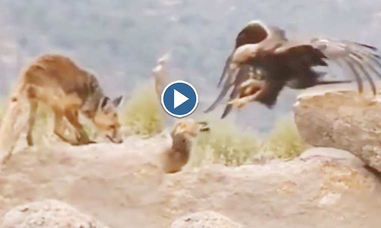 Viral Video: बाप रे बाप! उड़ते-उड़ते ही लोमड़ी को सेकेंडों में उठा ले गया बाज, दिल थाम के देखिएगा वीडियो