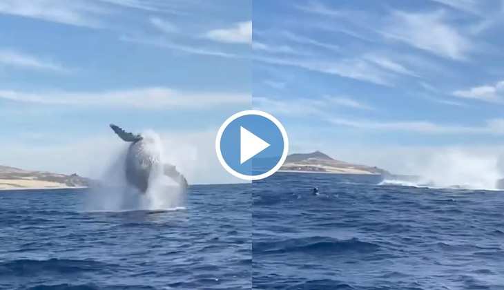 Whale Viral Video: ओ तेरी! समंदर में तैर रहे शख्स के पास व्हेल ने मारी कलाबाजी, वीडियो देख आंखें हो जाएंगी बड़ी