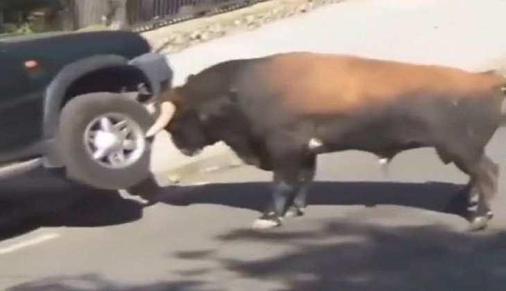 Viral Video: गर्मी खाए हुए सांड ने सींग से उठाकर फेंक दी कार! देखिए वीडियो